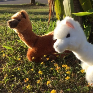Alcapone (Alpaca - 25cm lying, brown)